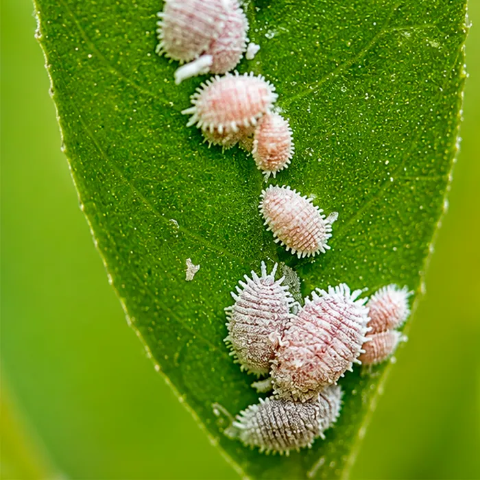 Cochinilla escudera