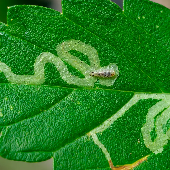 Minador de hoja