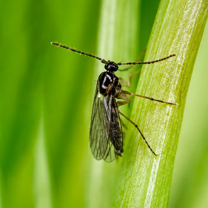 Mosca del sustrato adulta