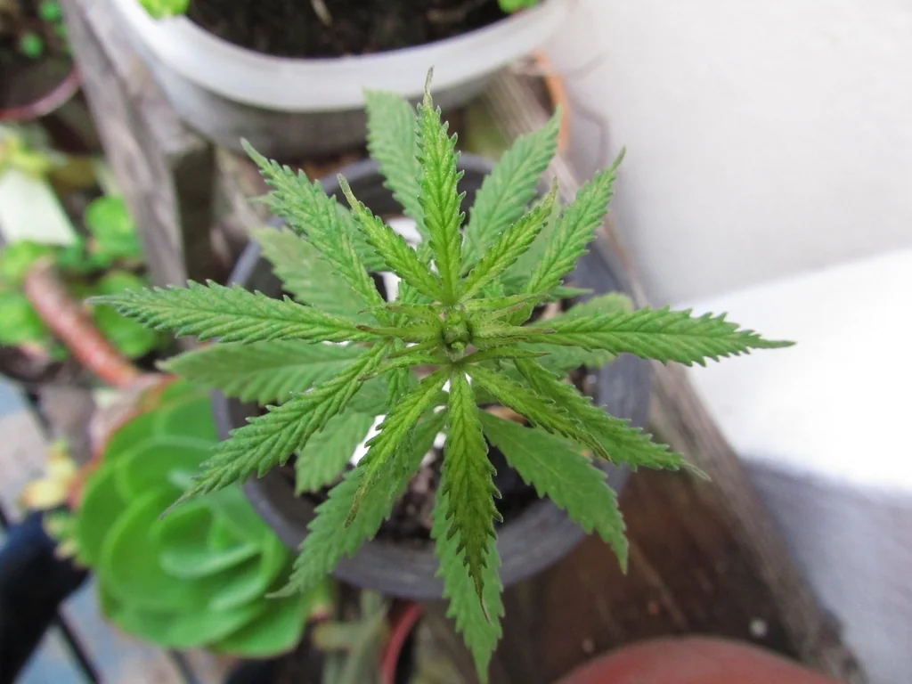 Cultivo exterior, interior y microcultivo
