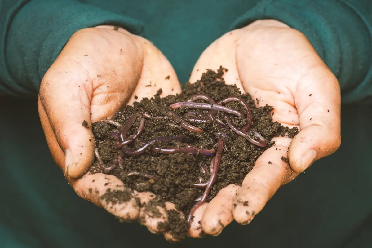 Cultivo orgánico y suelo vivo