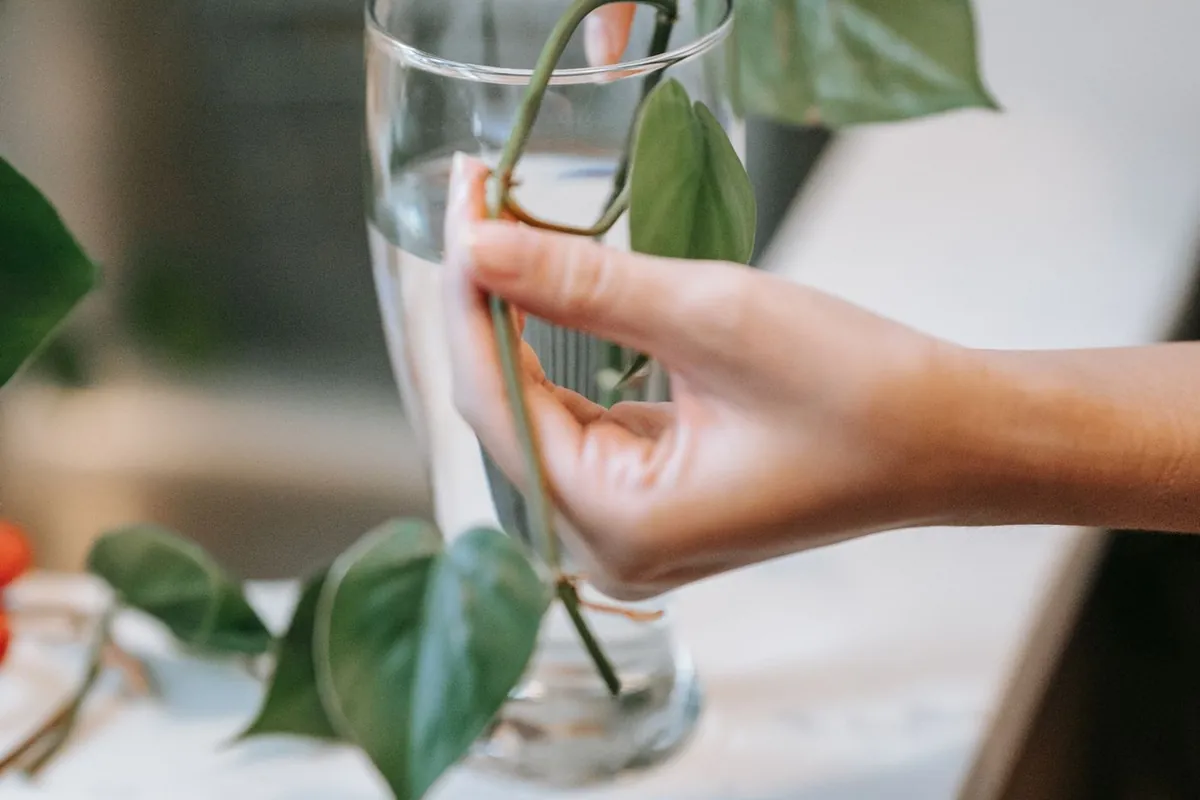 Esquejes y plantas madre