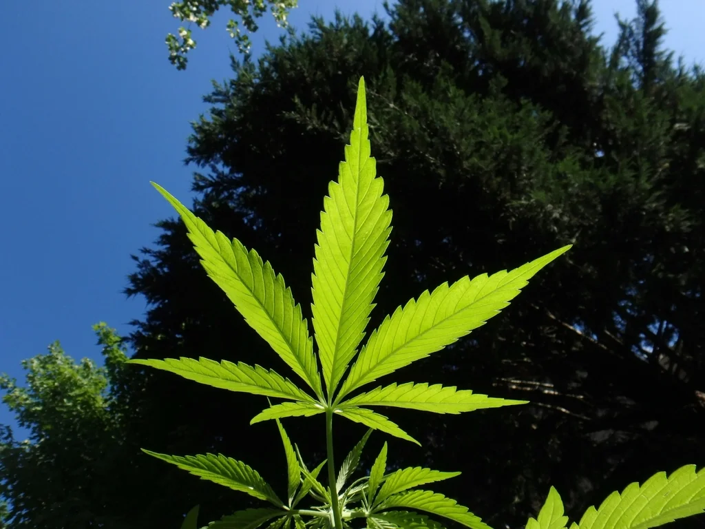 Floración y cultivo autofloreciente