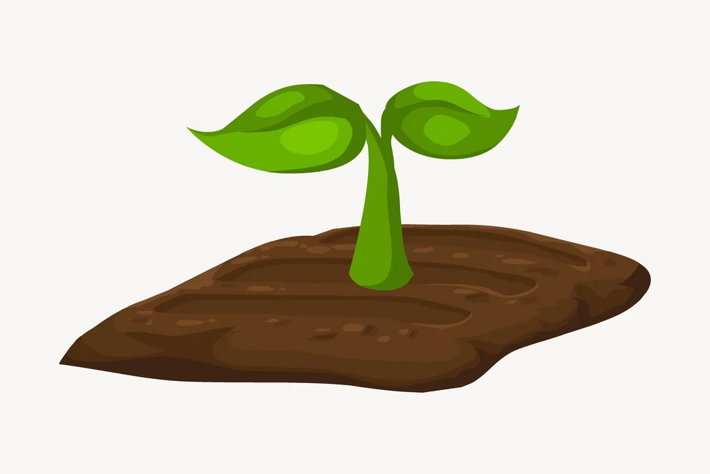 Germinación, plántula y trasplante