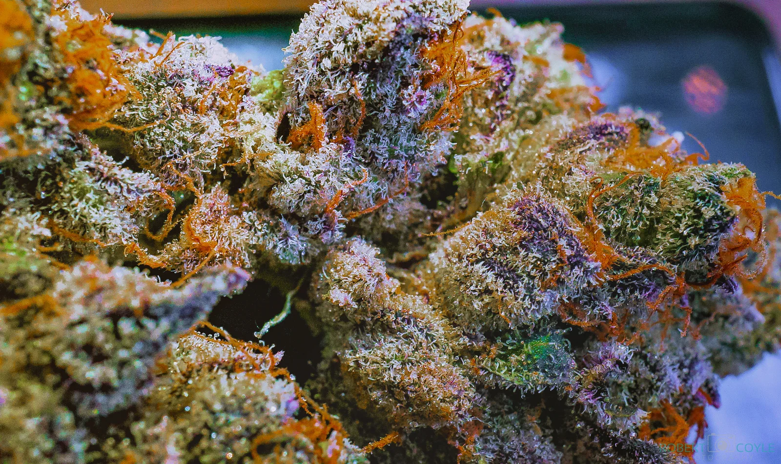 Glosario del cultivador