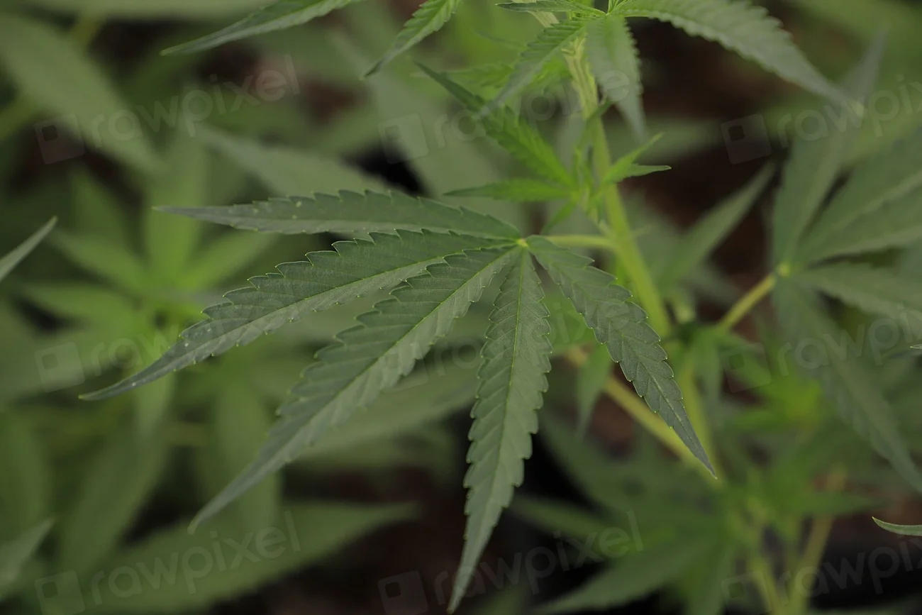 Manual de cultivo de cannabis para principiantes
