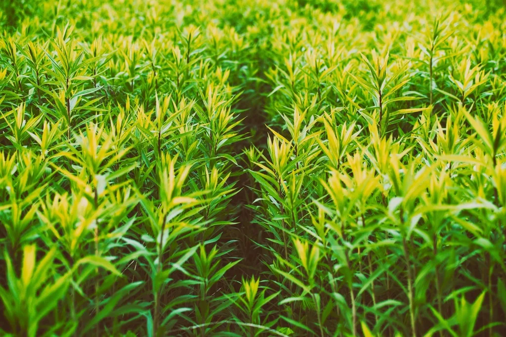 La industria del cannabis: Ley 27.669, ARICCAME y cáñamo
