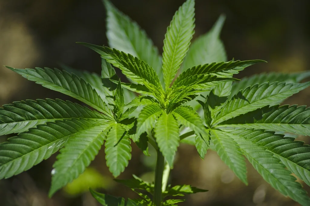 La Ley 27.350 y el acceso al cannabis medicinal