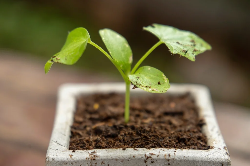 Medios de cultivo: sustrato, coco, hidroponía y suelo vivo