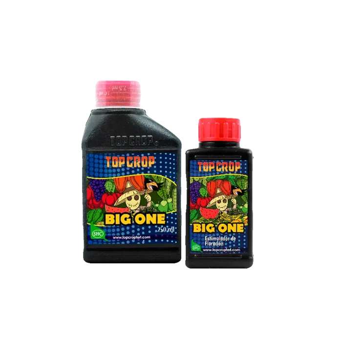 Top Big One